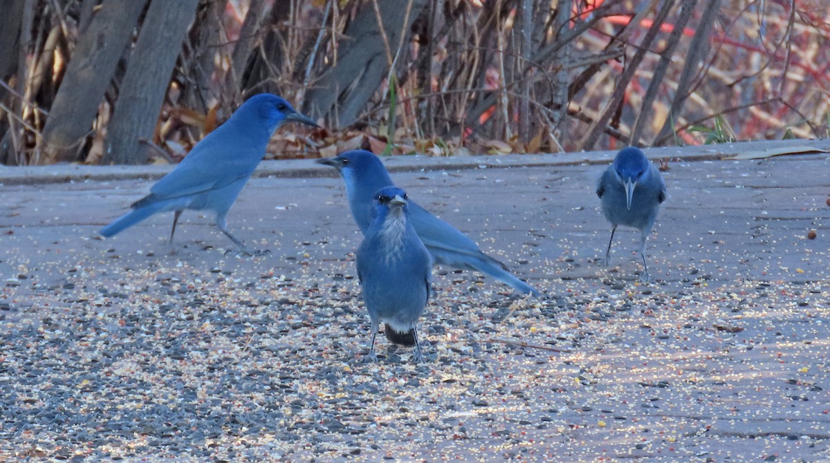 Chara Piñonera - ML644867951