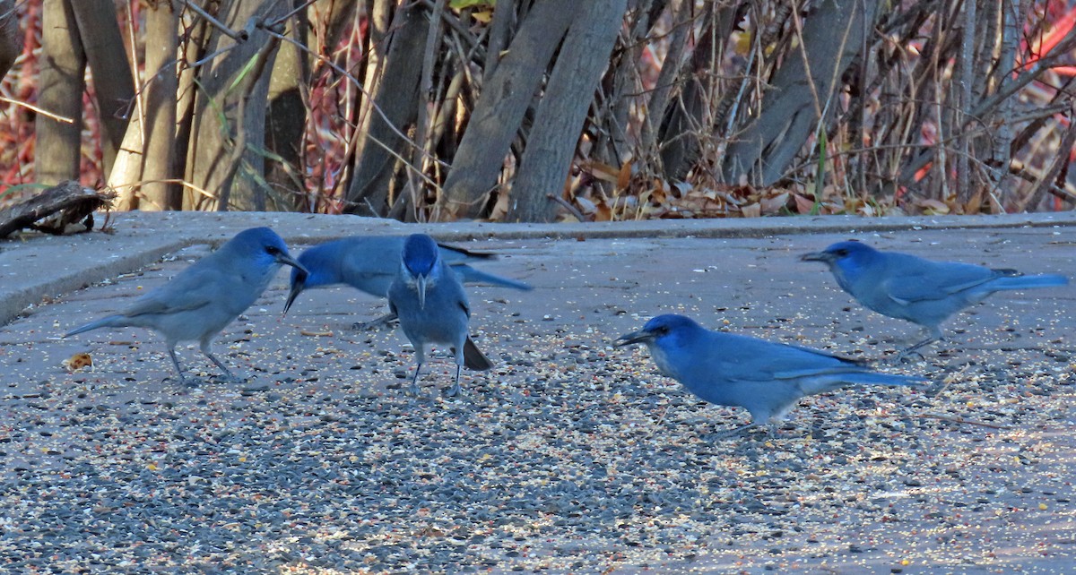 Chara Piñonera - ML644867952