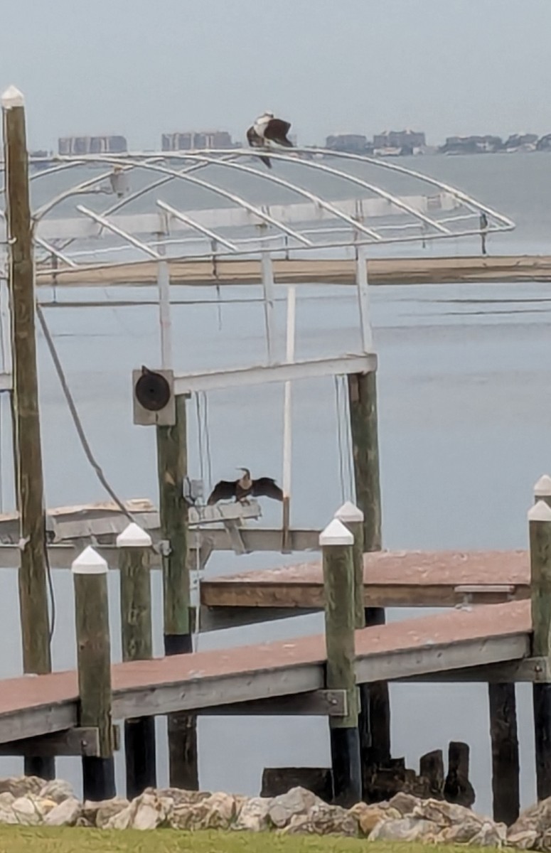 Anhinga - ML644867960