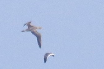 Northern Gannet - ML644867961