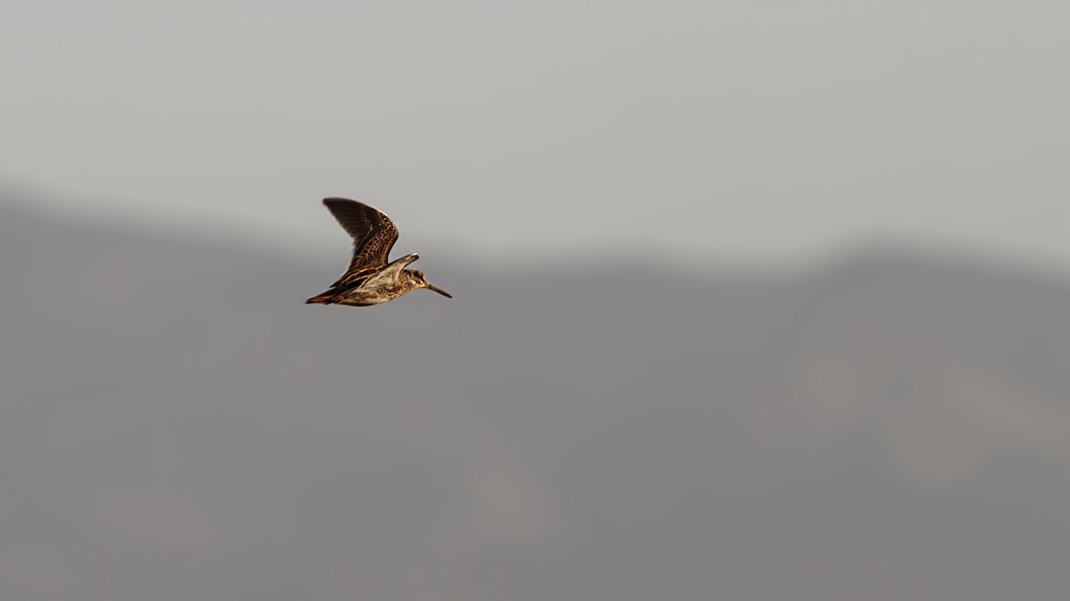 Jack Snipe - ML644867972