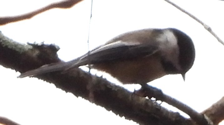 Гаїчка світлокрила - ML644867979