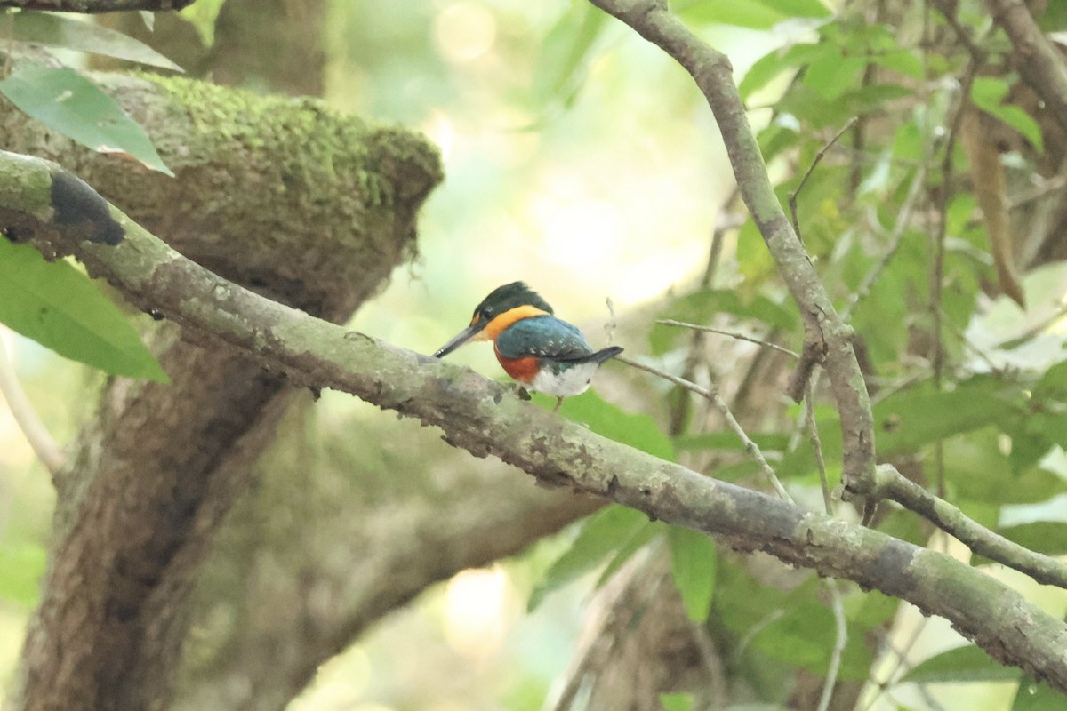 American Pygmy Kingfisher - ML644867981