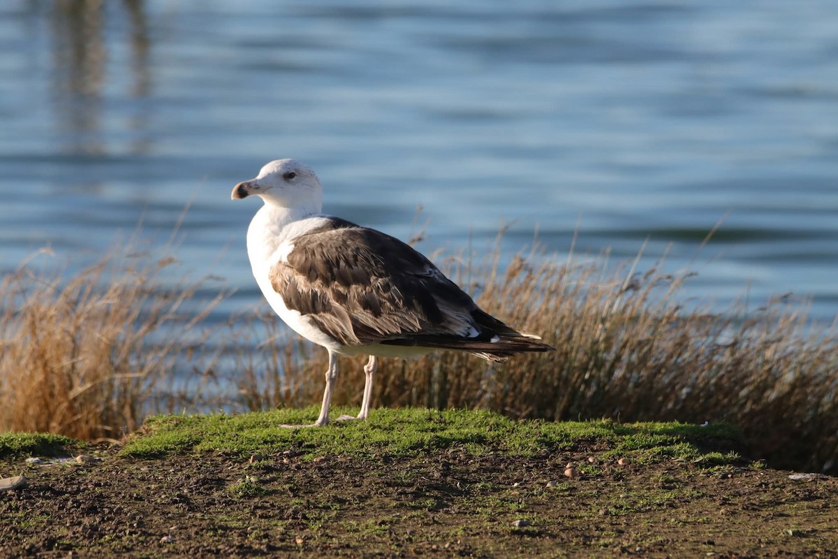 Great Black-backed Gull - ML644867992