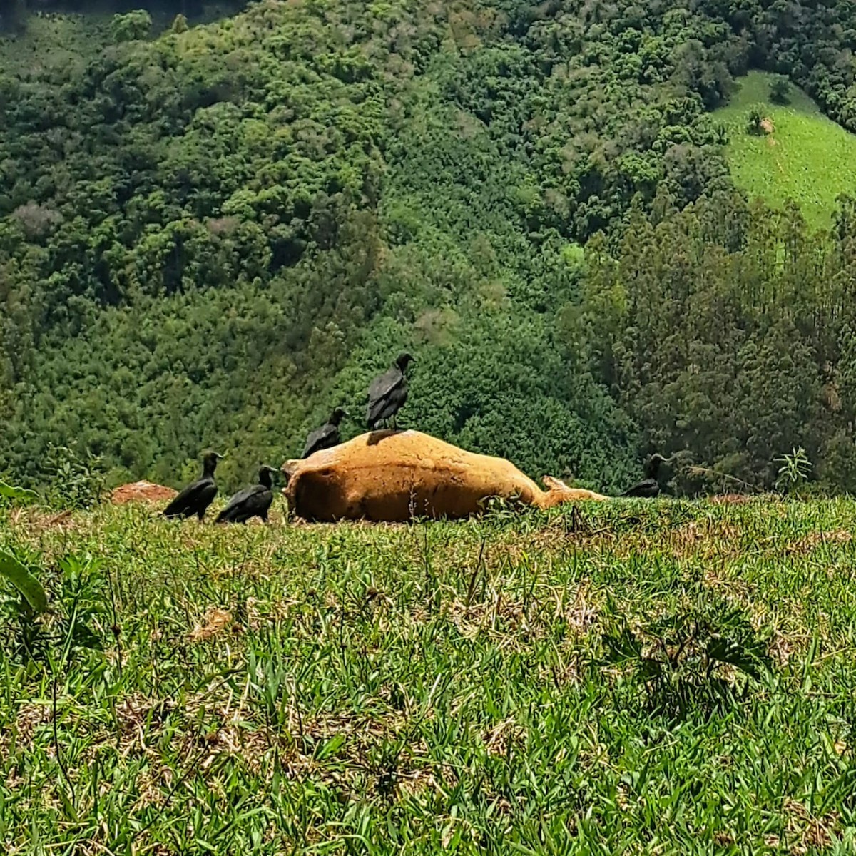 Black Vulture - ML644868005