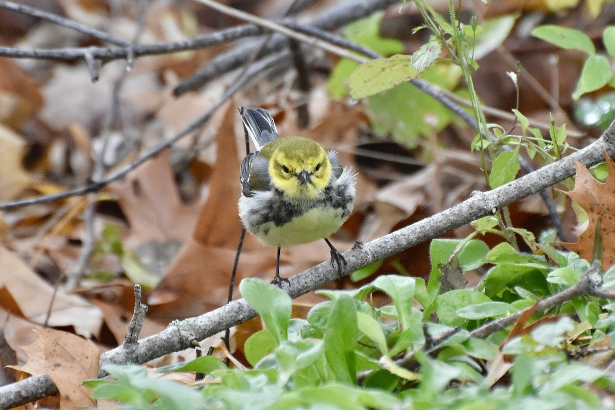 Black-throated Green Warbler - ML644868011