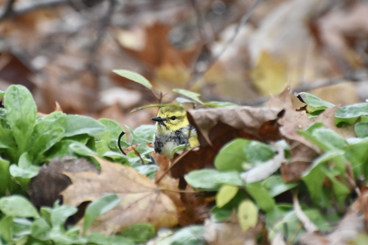 Black-throated Green Warbler - ML644868012