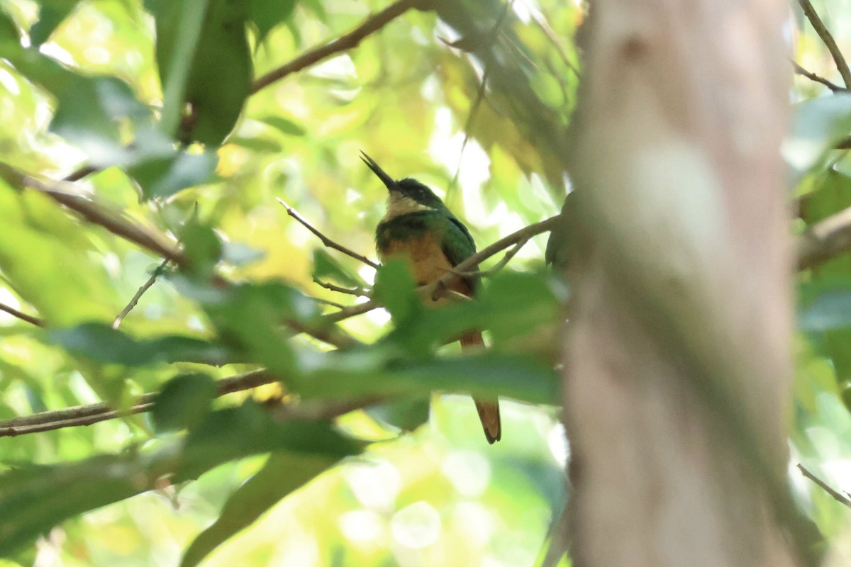 Jacamará Colirrufo - ML644868015