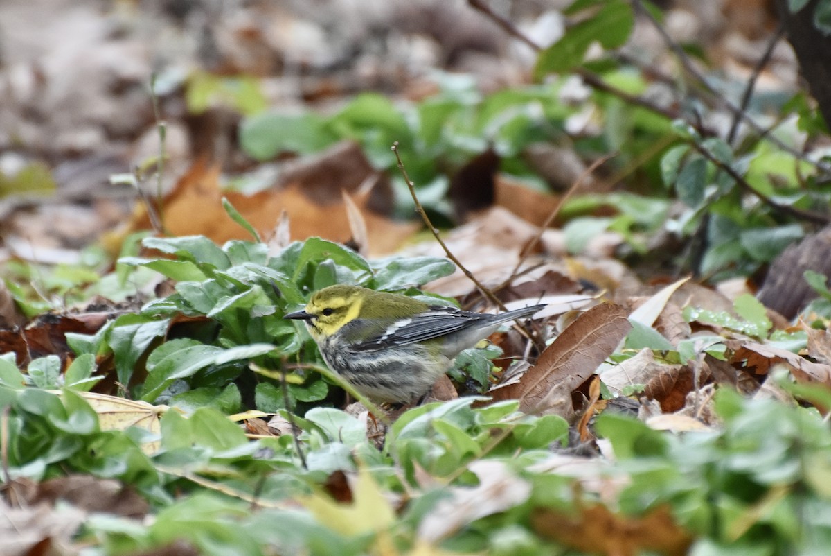 Black-throated Green Warbler - ML644868016