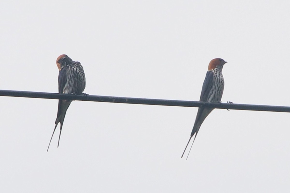 Lesser Striped Swallow - ML644868020