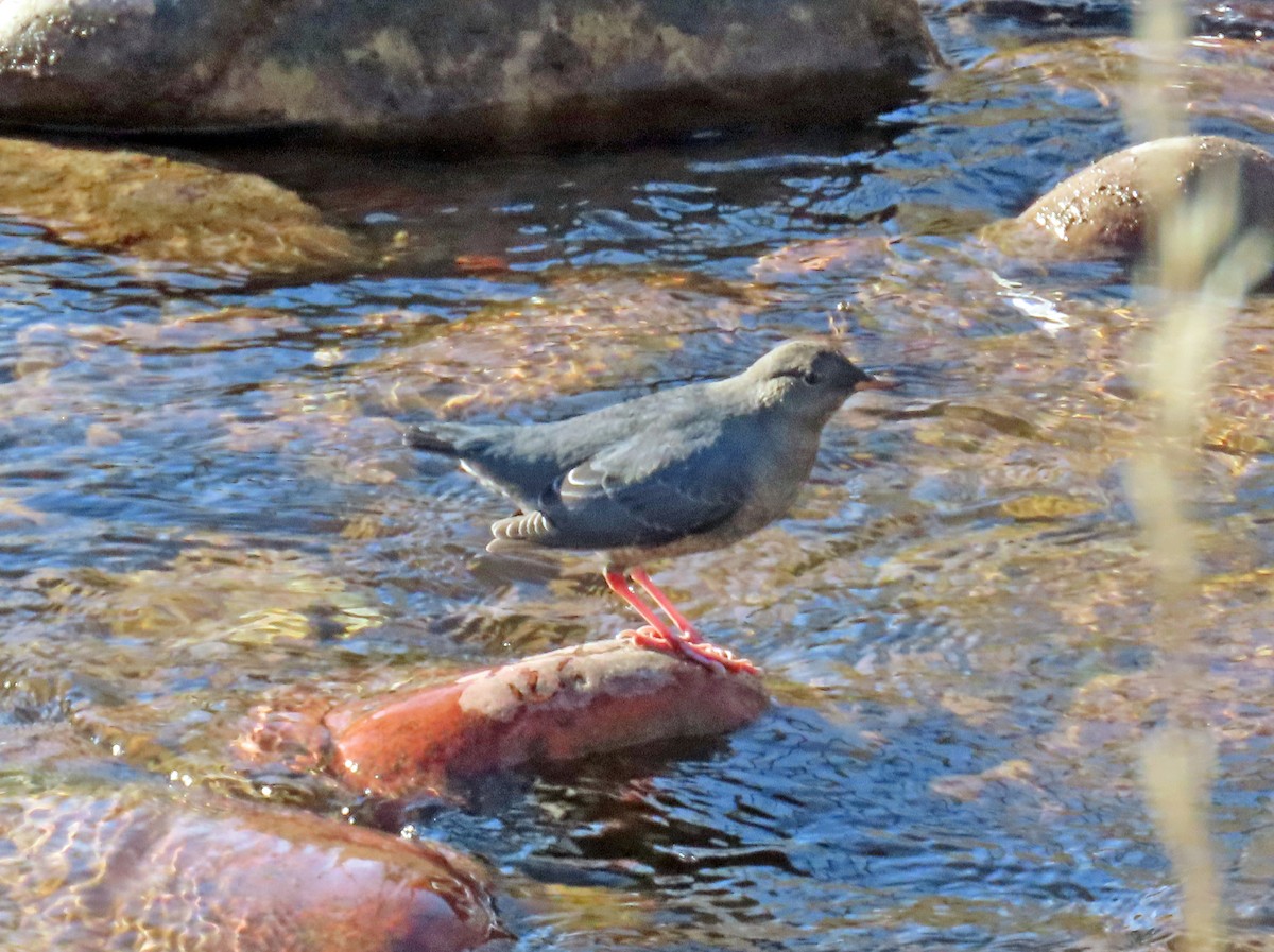 Mirlo Acuático Norteamericano - ML644868021