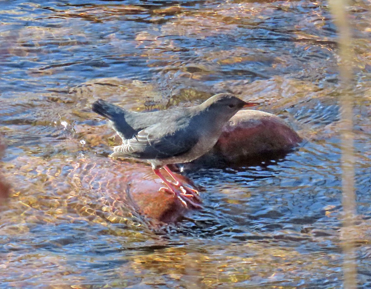 Mirlo Acuático Norteamericano - ML644868022