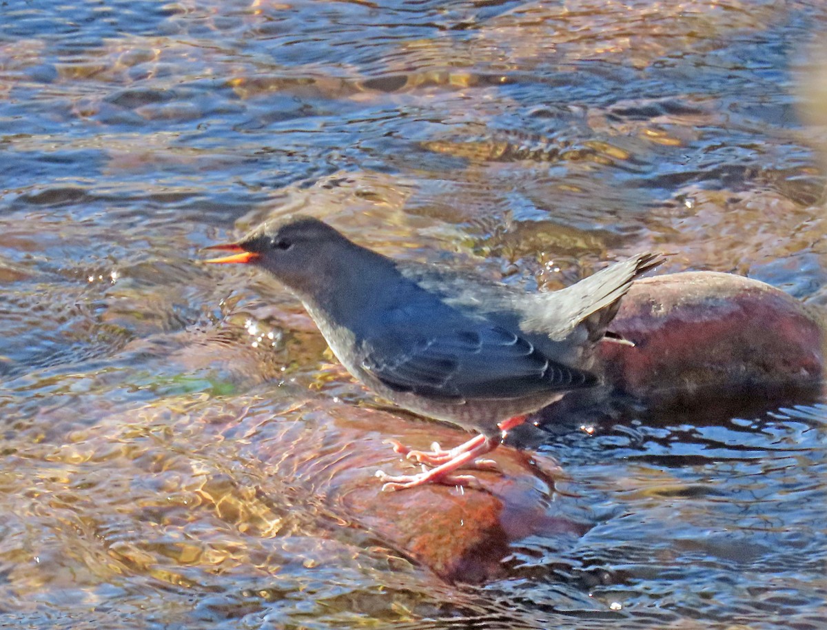 Mirlo Acuático Norteamericano - ML644868023