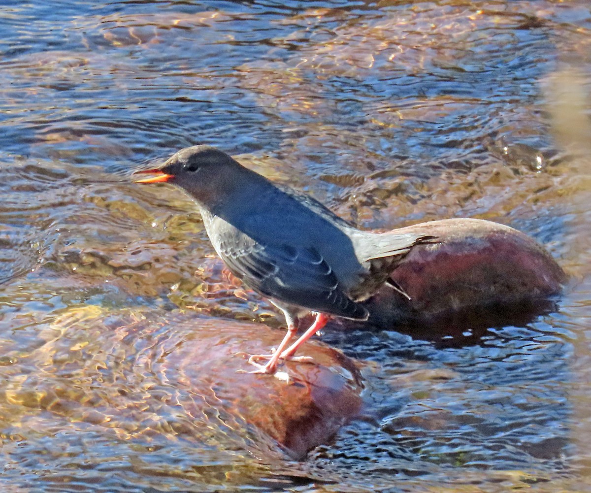 Mirlo Acuático Norteamericano - ML644868024