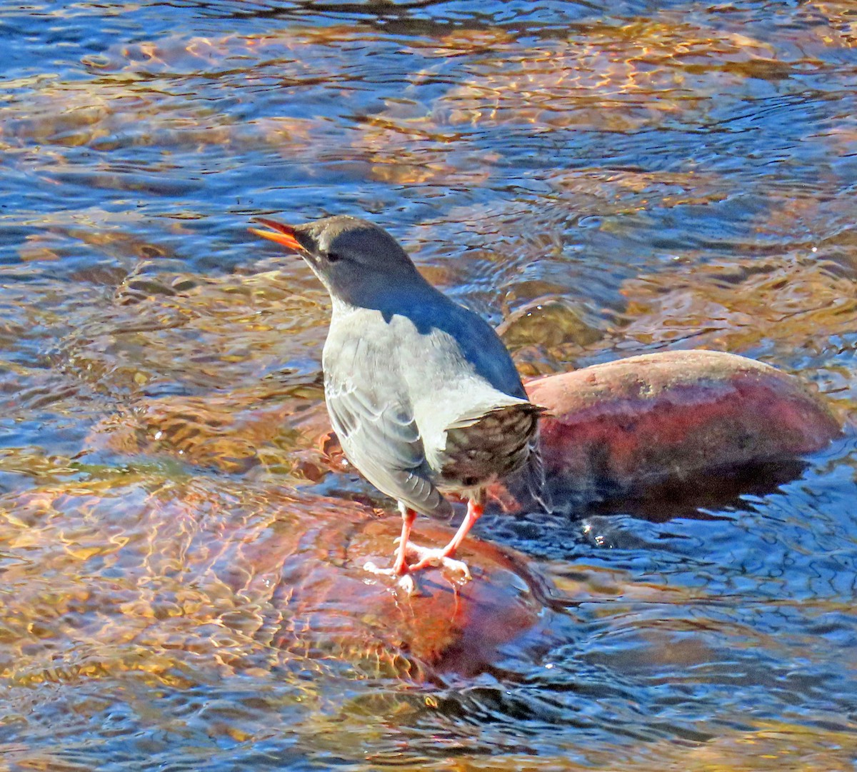 Mirlo Acuático Norteamericano - ML644868025
