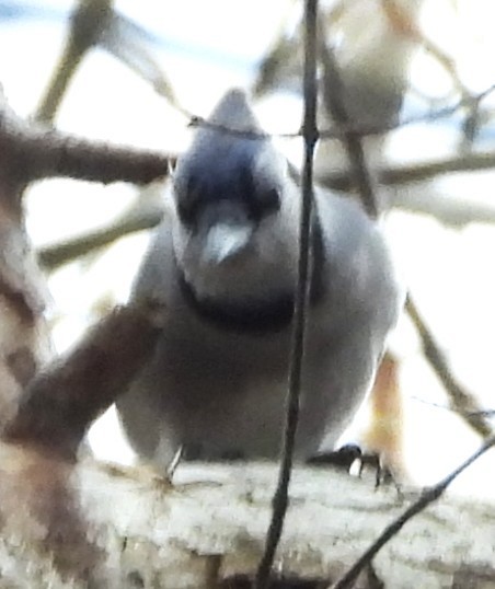 Chara Azul - ML644868027