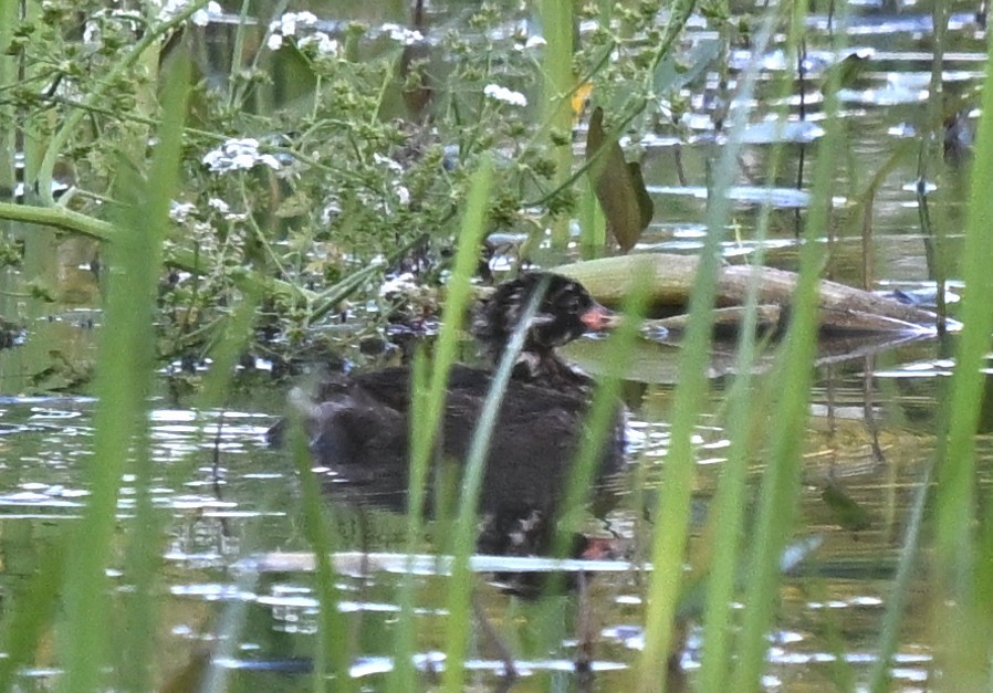 Zampullín Común - ML644868030