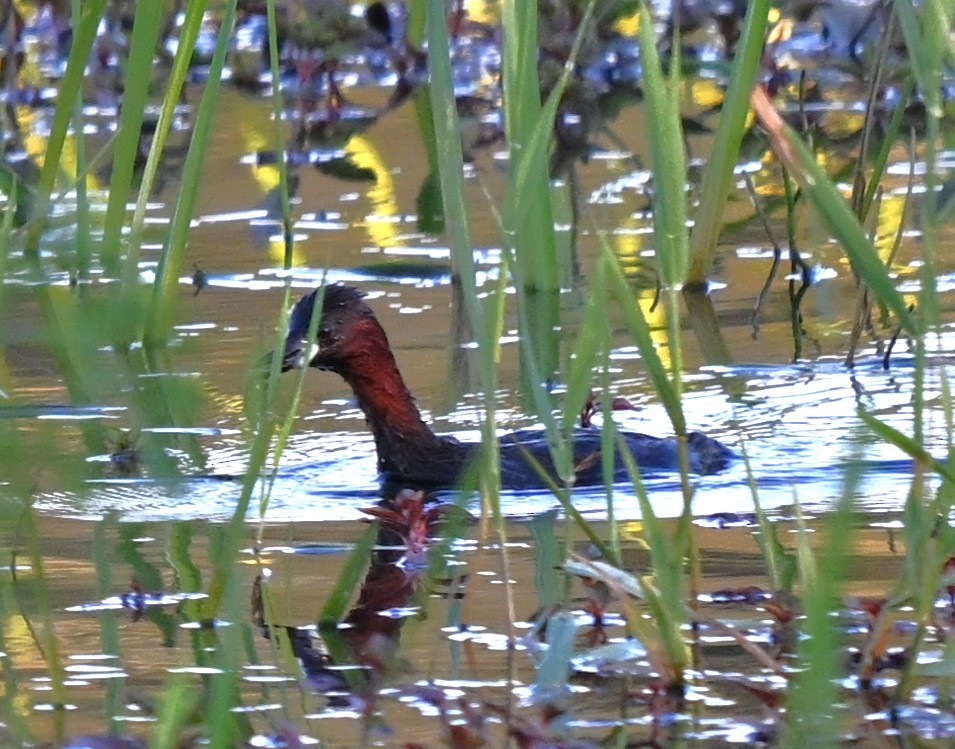 Zampullín Común - ML644868031