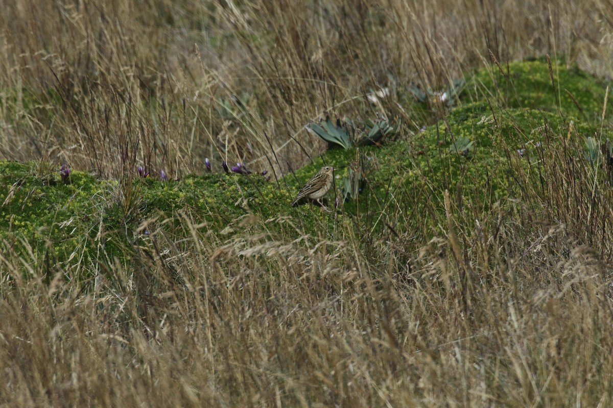 Bisbita Andino - ML644868032