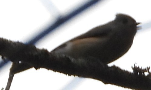 Herrerillo Bicolor - ML644868038