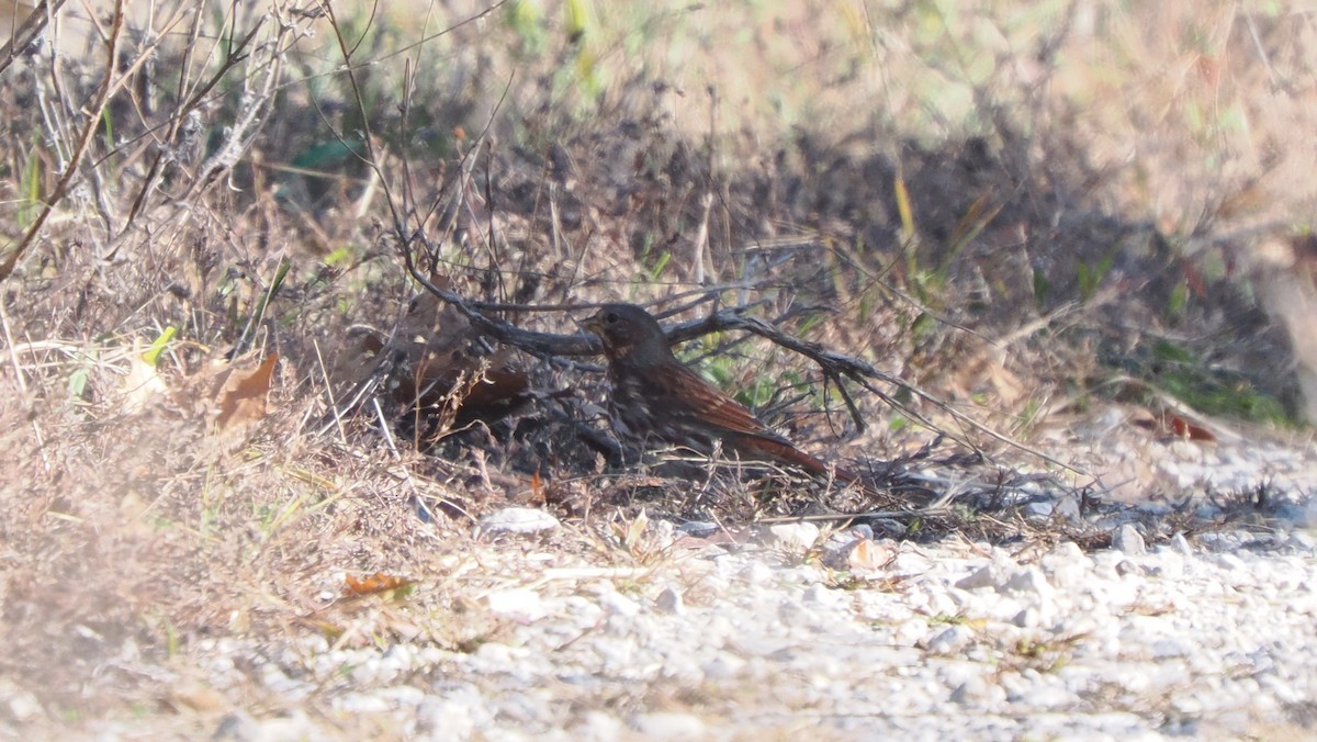 Chingolo Zorruno - ML644868039