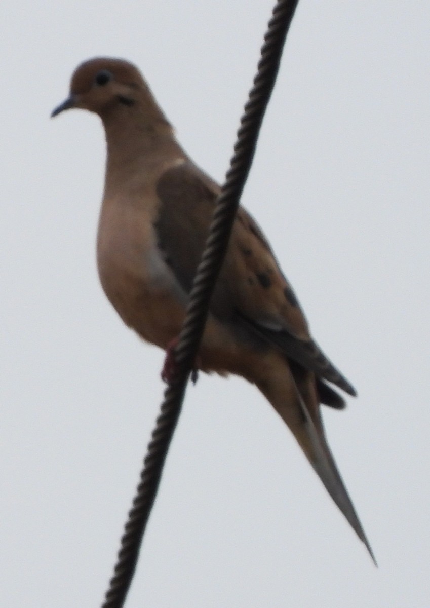 Zenaida Huilota - ML644868043