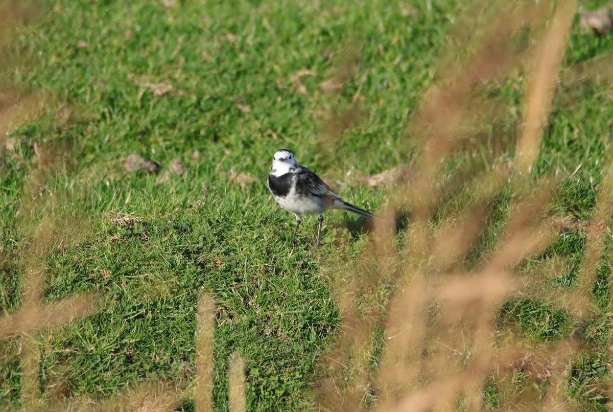 Avefría Europea - ML644868044