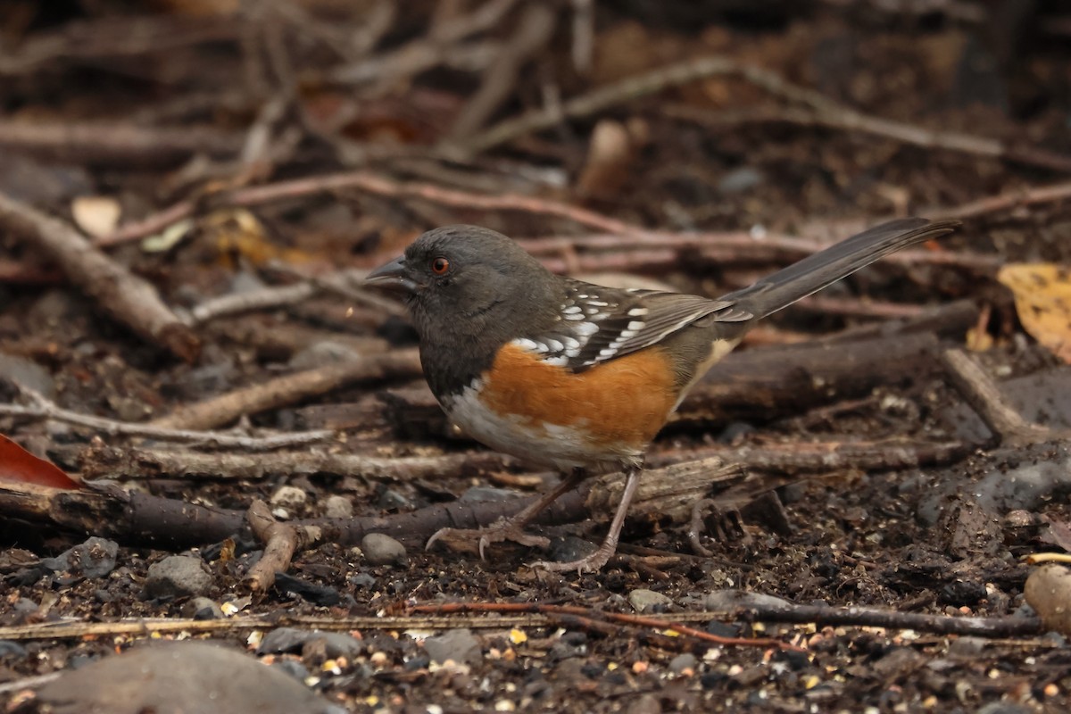Toquí Moteado - ML644868045