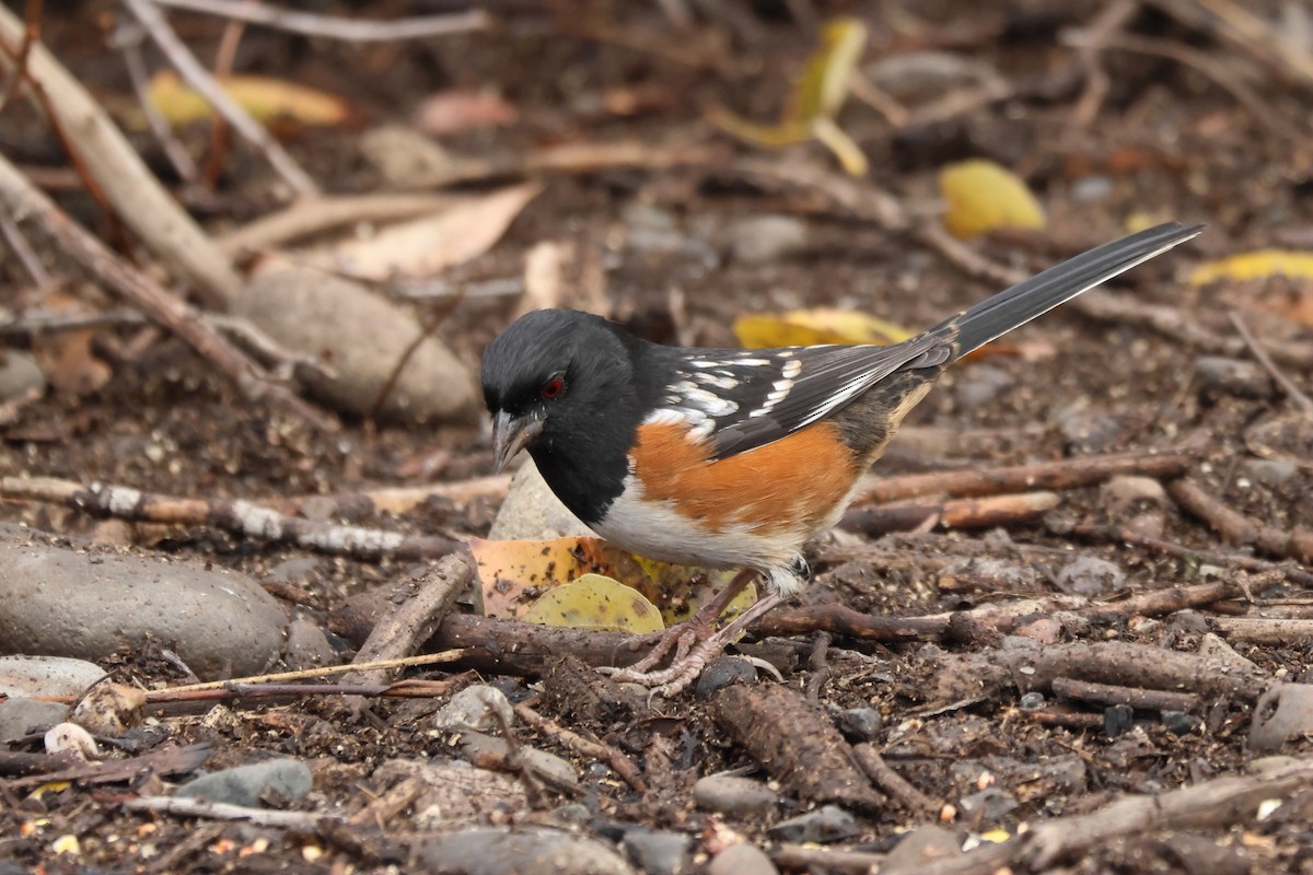 Toquí Moteado - ML644868046