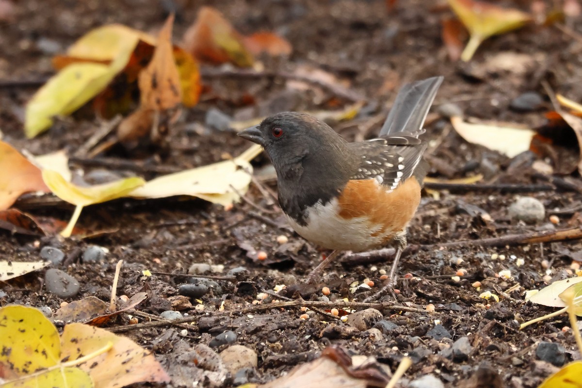 Toquí Moteado - ML644868047
