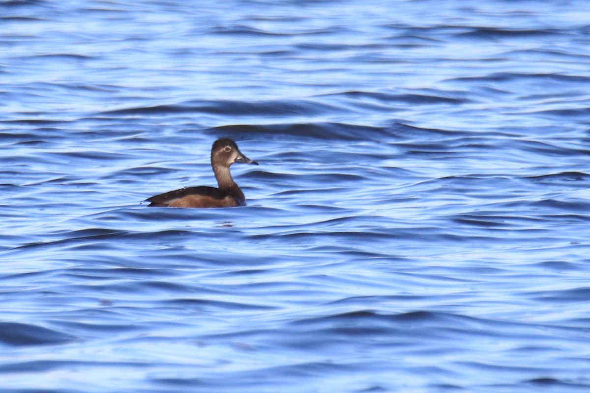 Porrón Acollarado - ML644868048