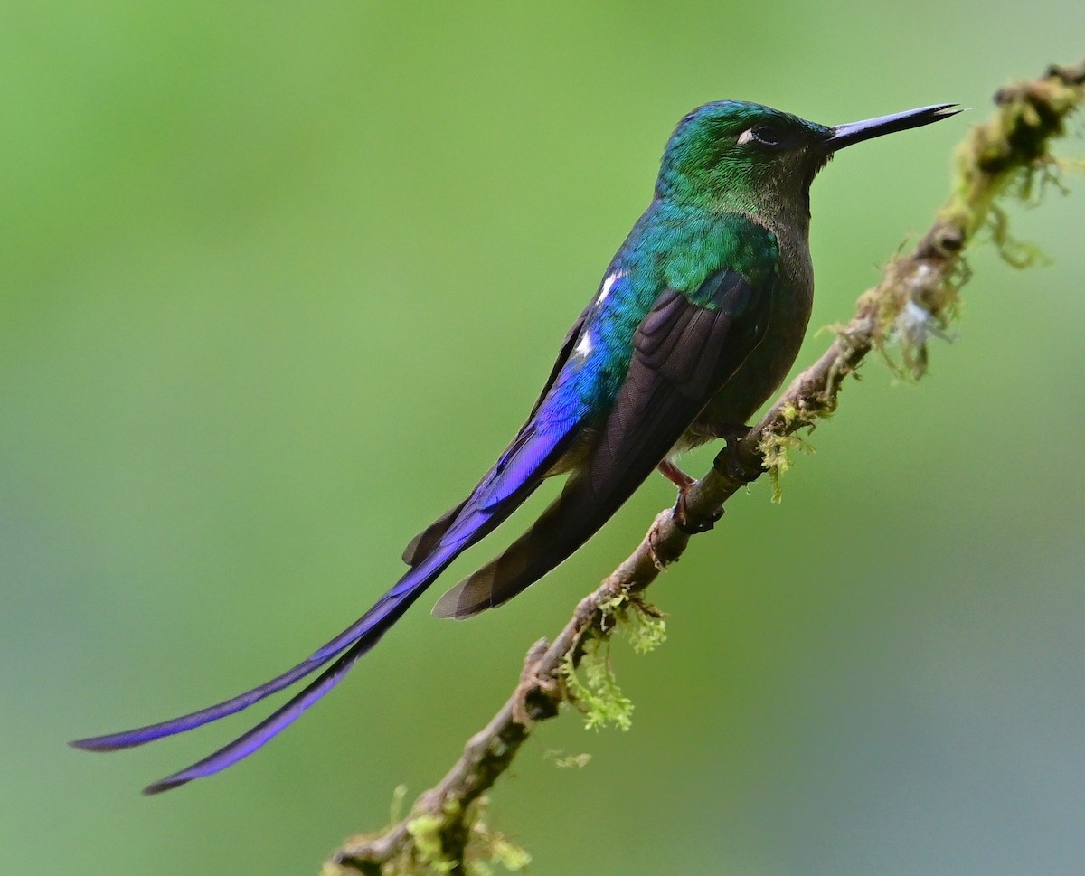 Silfo Celeste - ML644868049