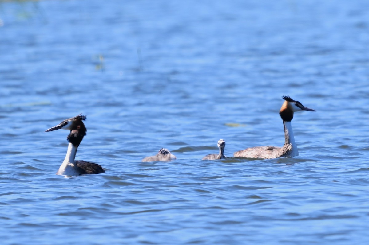 Somormujo Lavanco - ML644868050