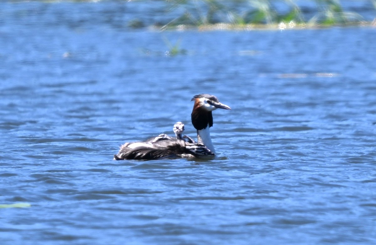 Somormujo Lavanco - ML644868051