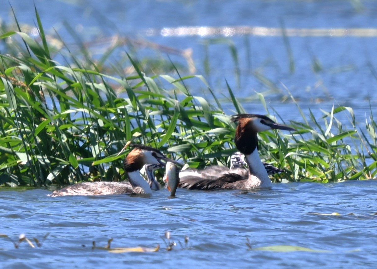 Somormujo Lavanco - ML644868052