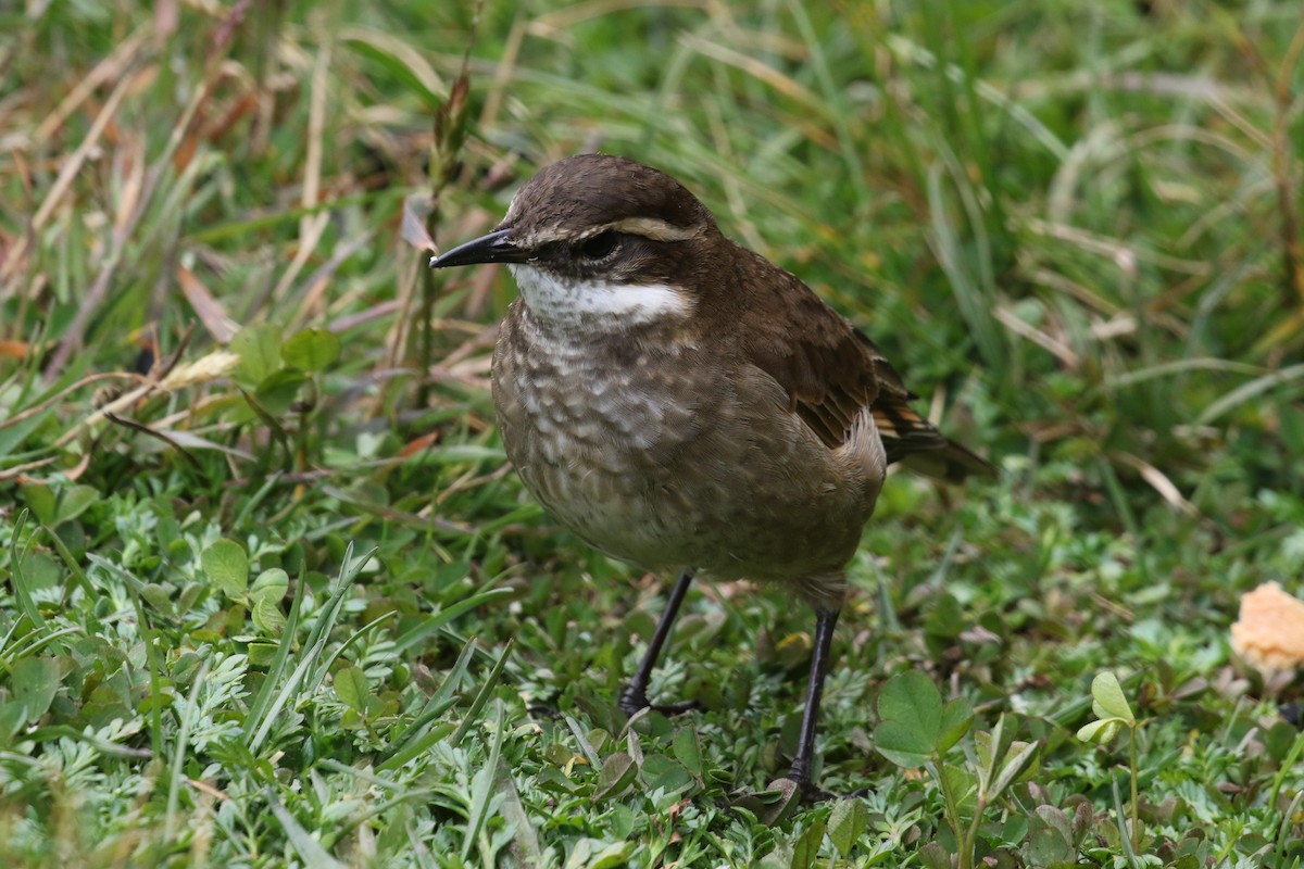Remolinera Común Septentrional - ML644868053