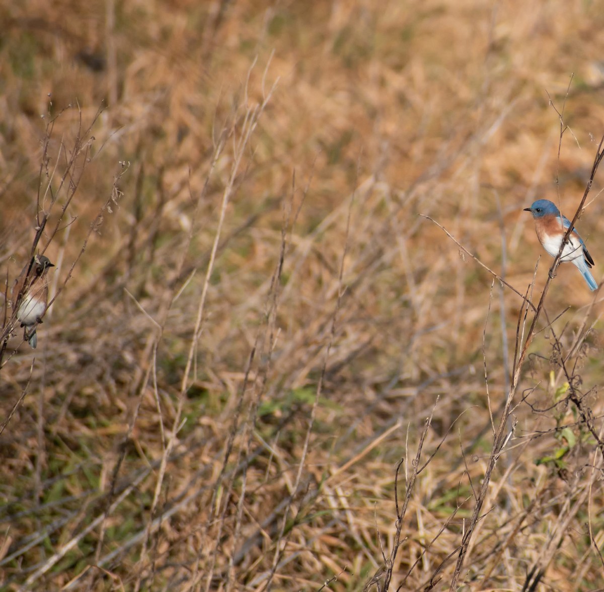 Azulejo Oriental - ML644868056
