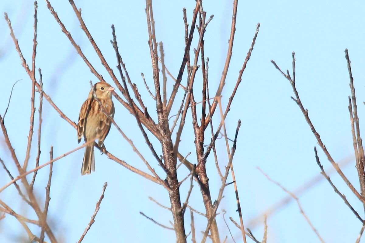 Chingolo Campestre - ML644868057