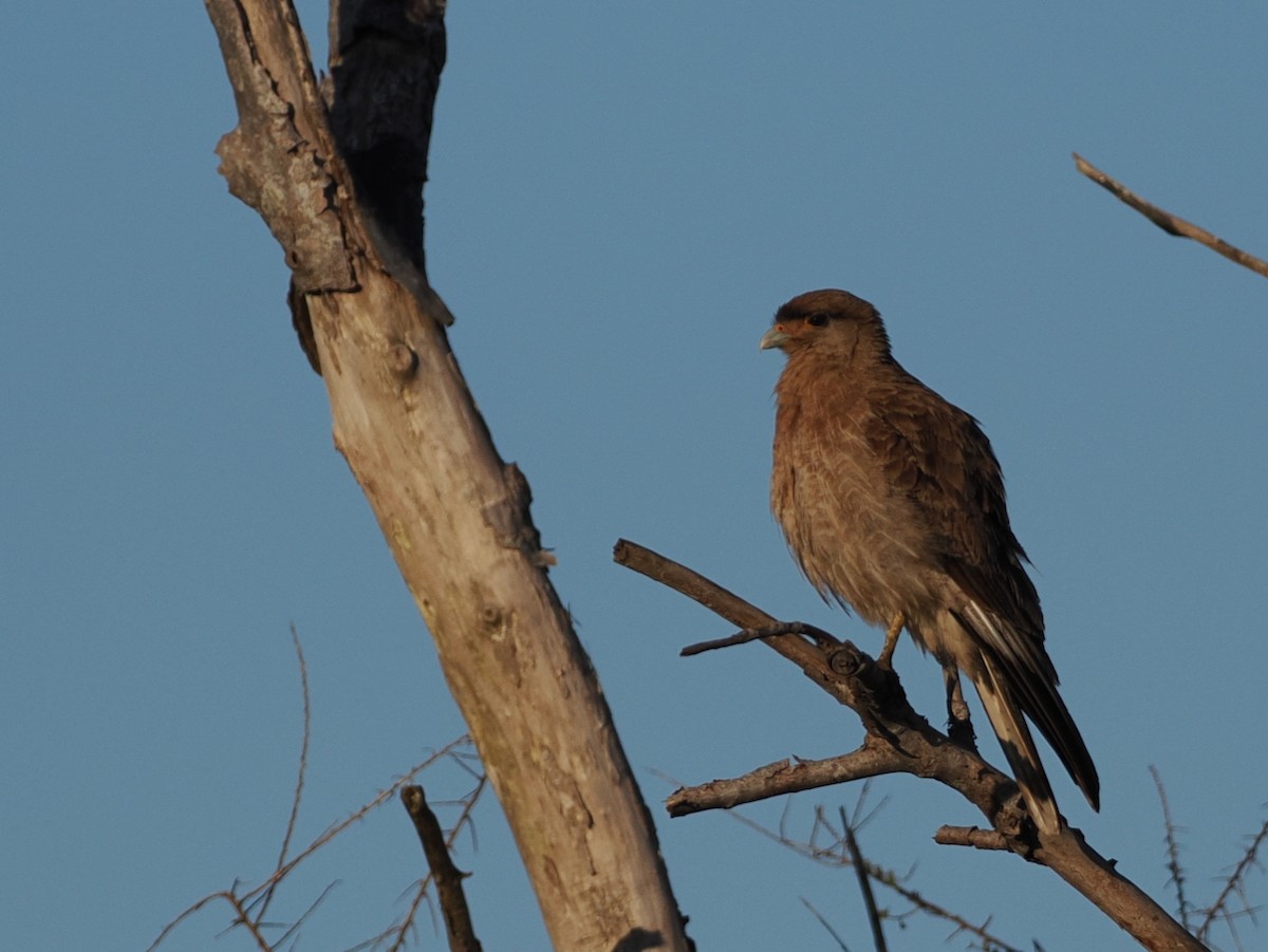 Caracara Chimango - ML644868058