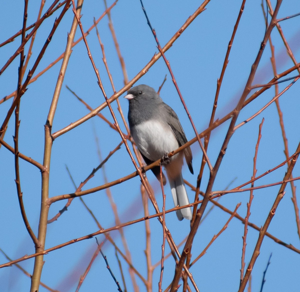 Junco Ojioscuro (Pizarroso) - ML644868059
