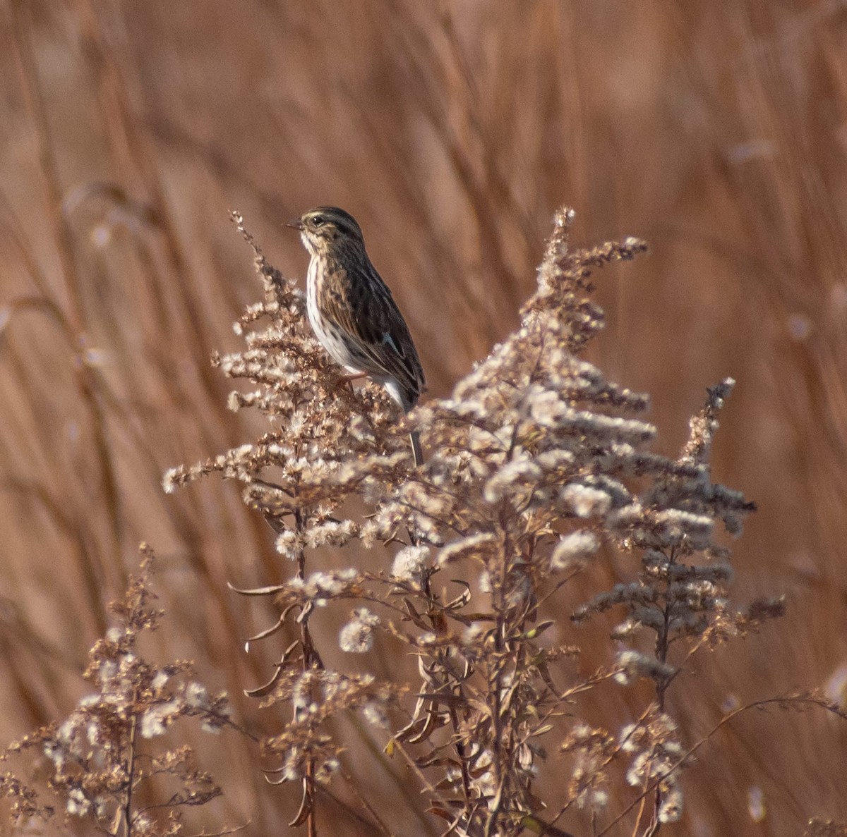 Savannah Serçesi - ML644868066