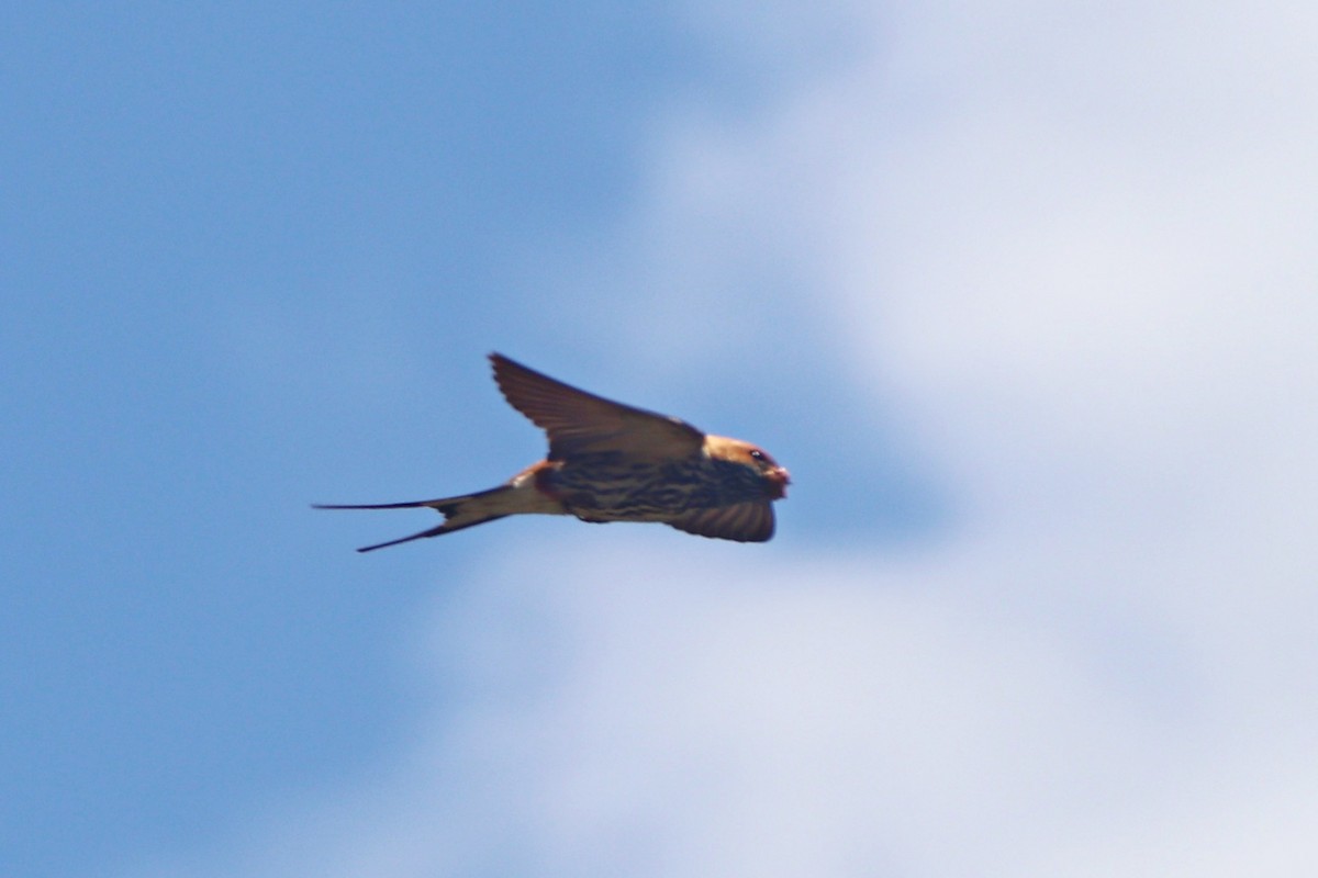 Lesser Striped Swallow - ML644868067