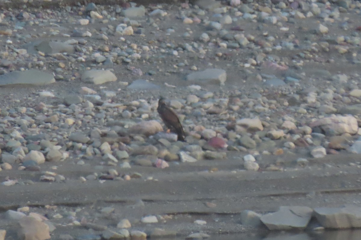 hvithodehavørn - ML644868076