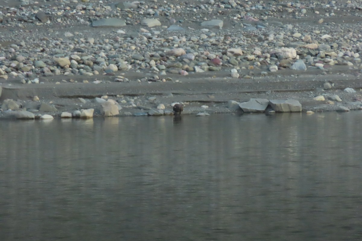 hvithodehavørn - ML644868077