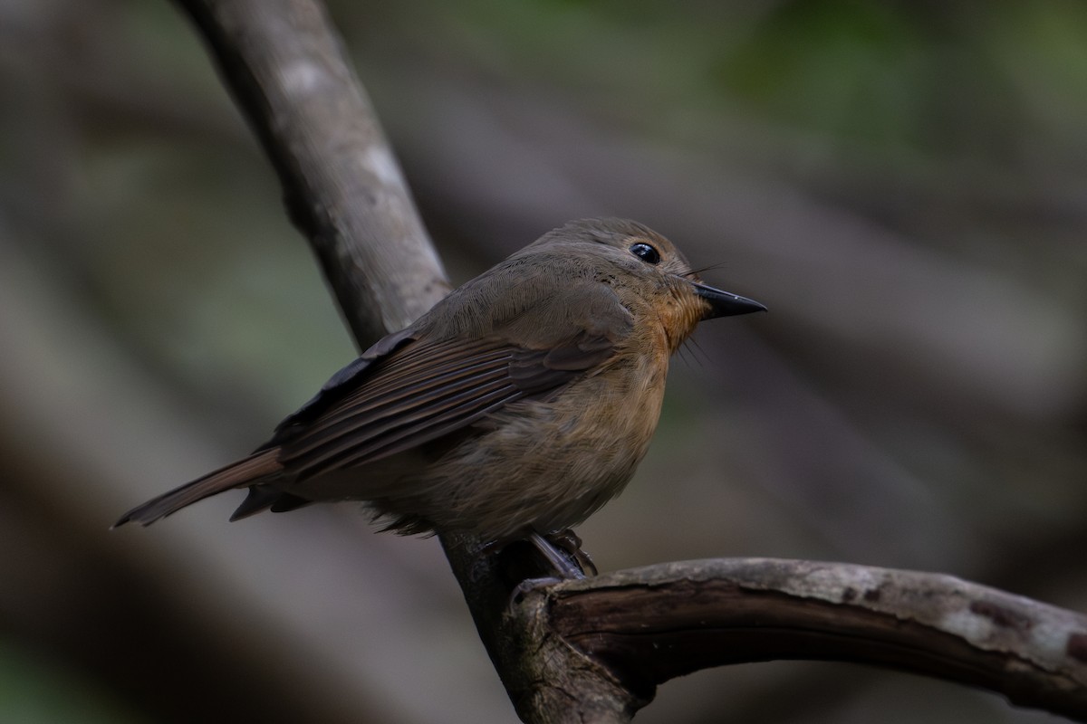 Hill Blue Flycatcher - ML644868104