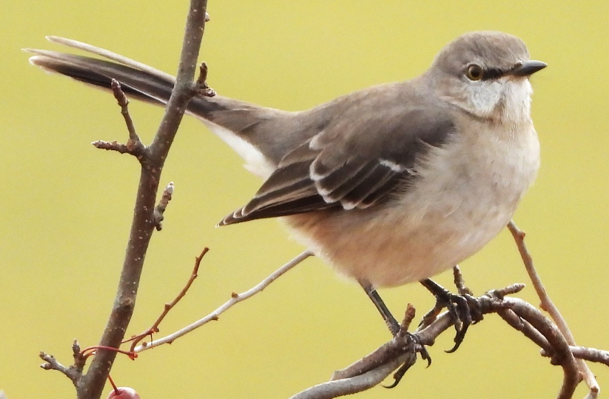 Northern Mockingbird - ML644868106