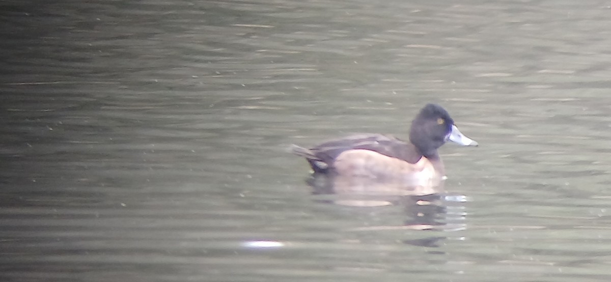 Ring-necked Duck - ML644868107