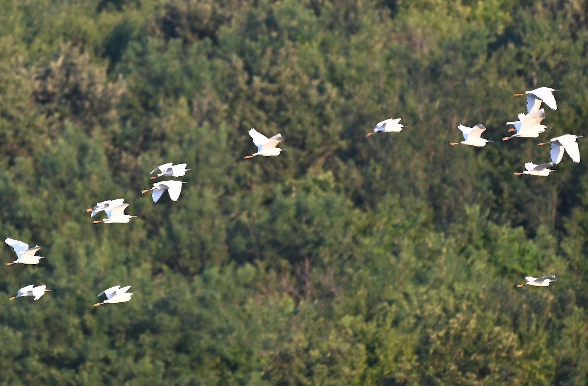 Seidenreiher - ML644868110