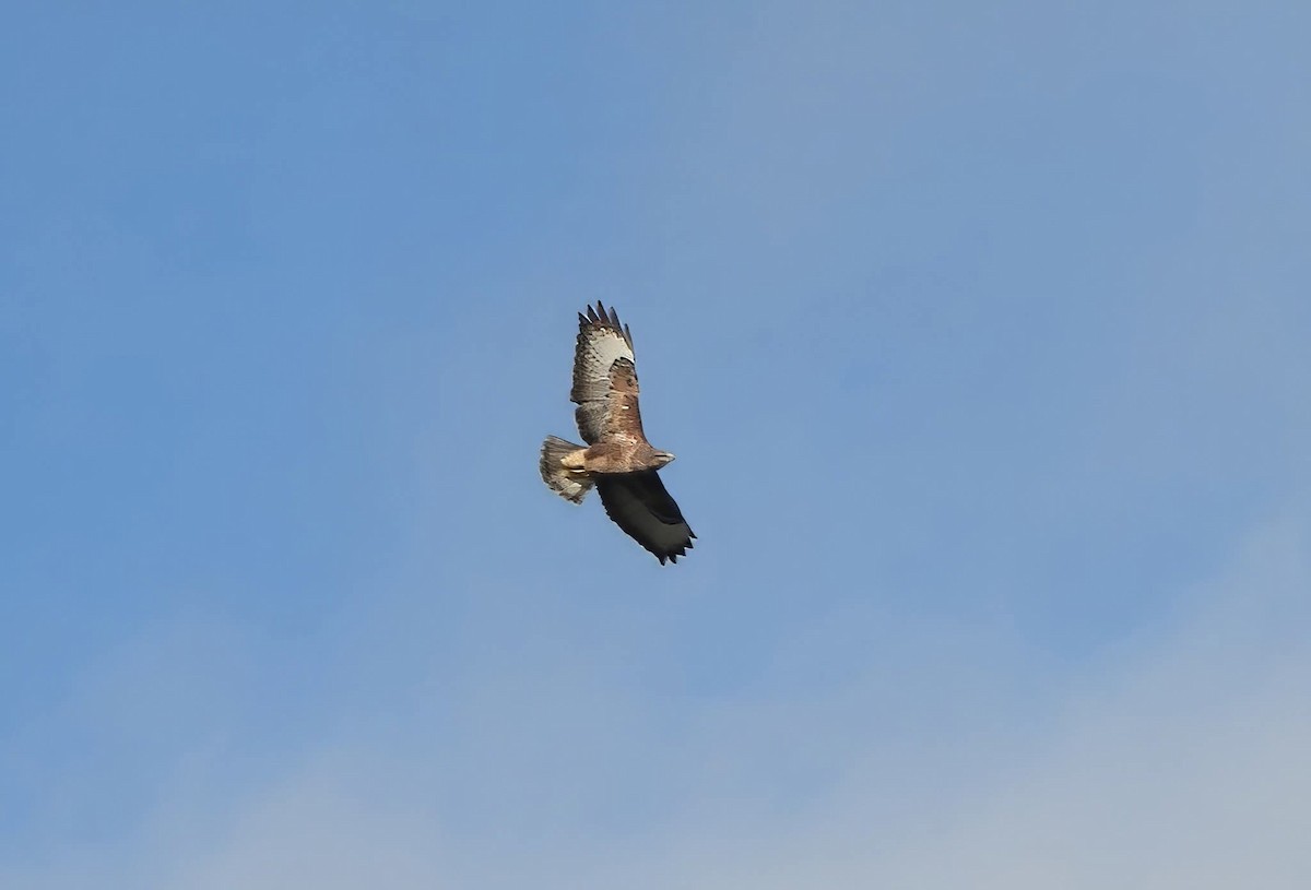 Common Buzzard - ML644868118