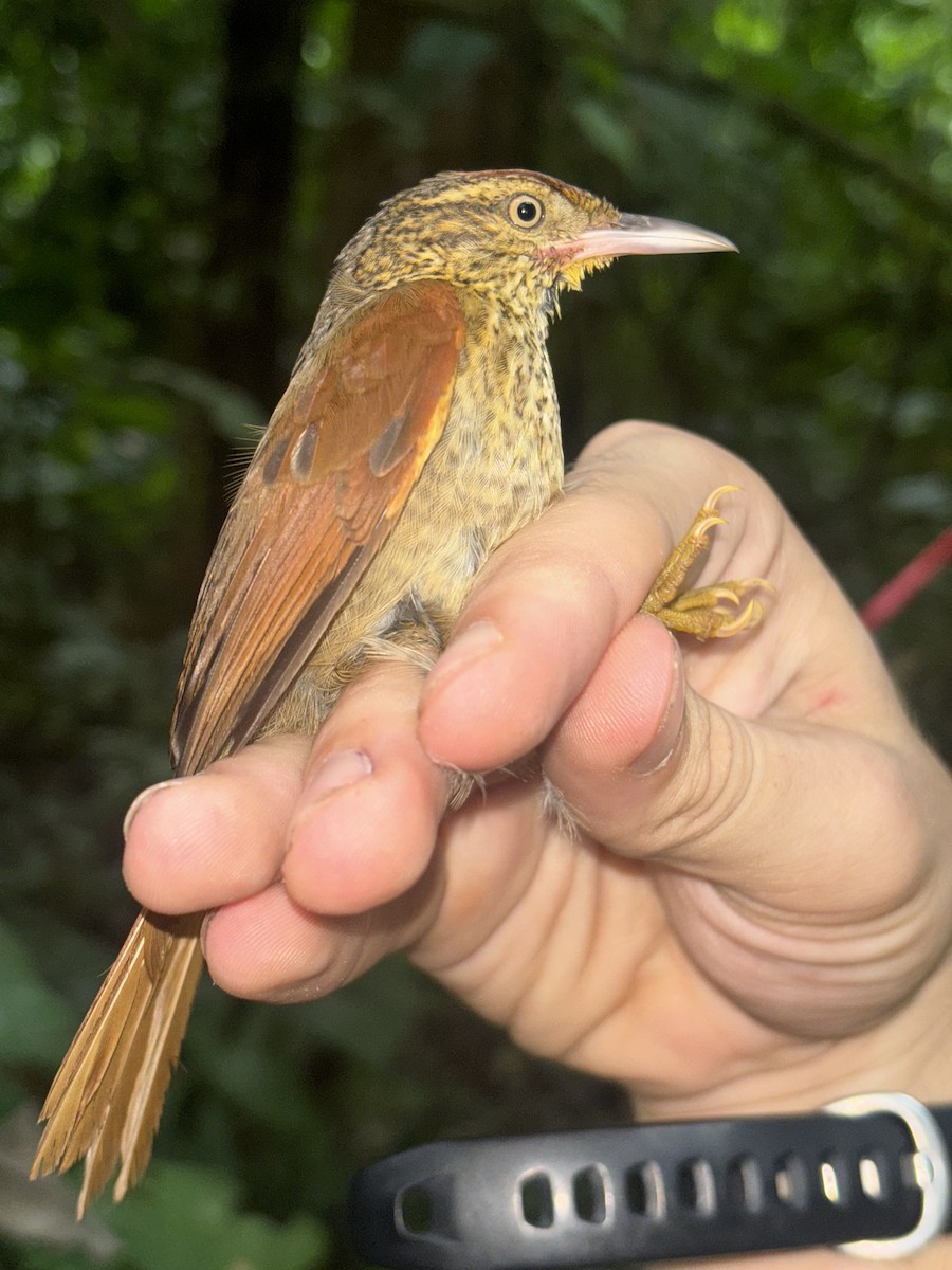 Speckled Spinetail - ML644868119